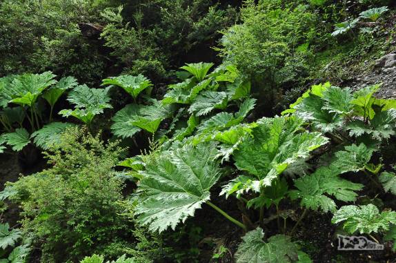 A ruibarba, planta muito comum na patagônia chilena, boa para fazer geleia! (ao sul de Cochrane, na Carretera Austral, região de Aysén, no Chile)